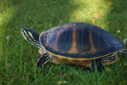 cimetiere en ligne animaux tortue caroline - 1