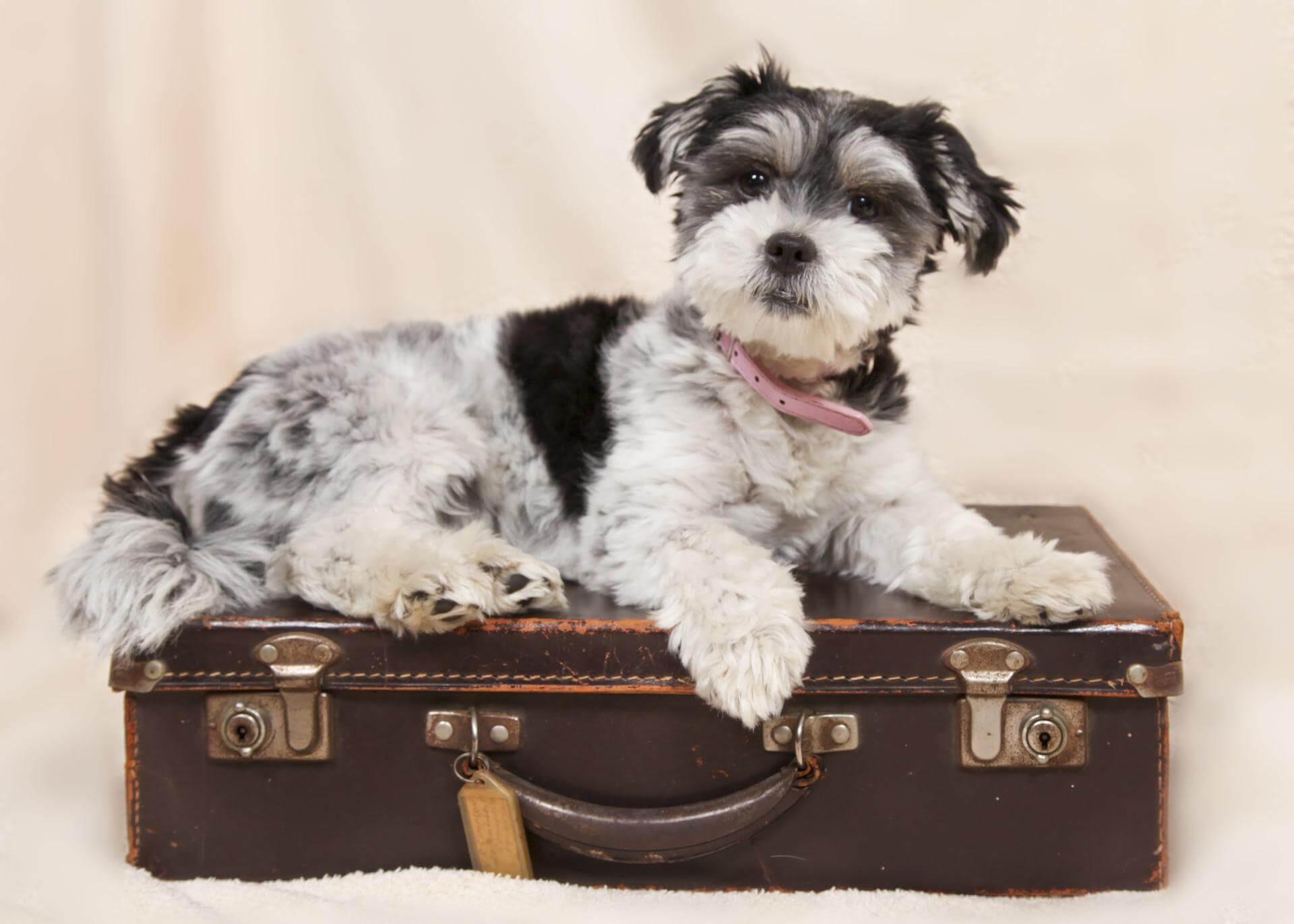 conseils partir vacances chien animal compagnie - 2