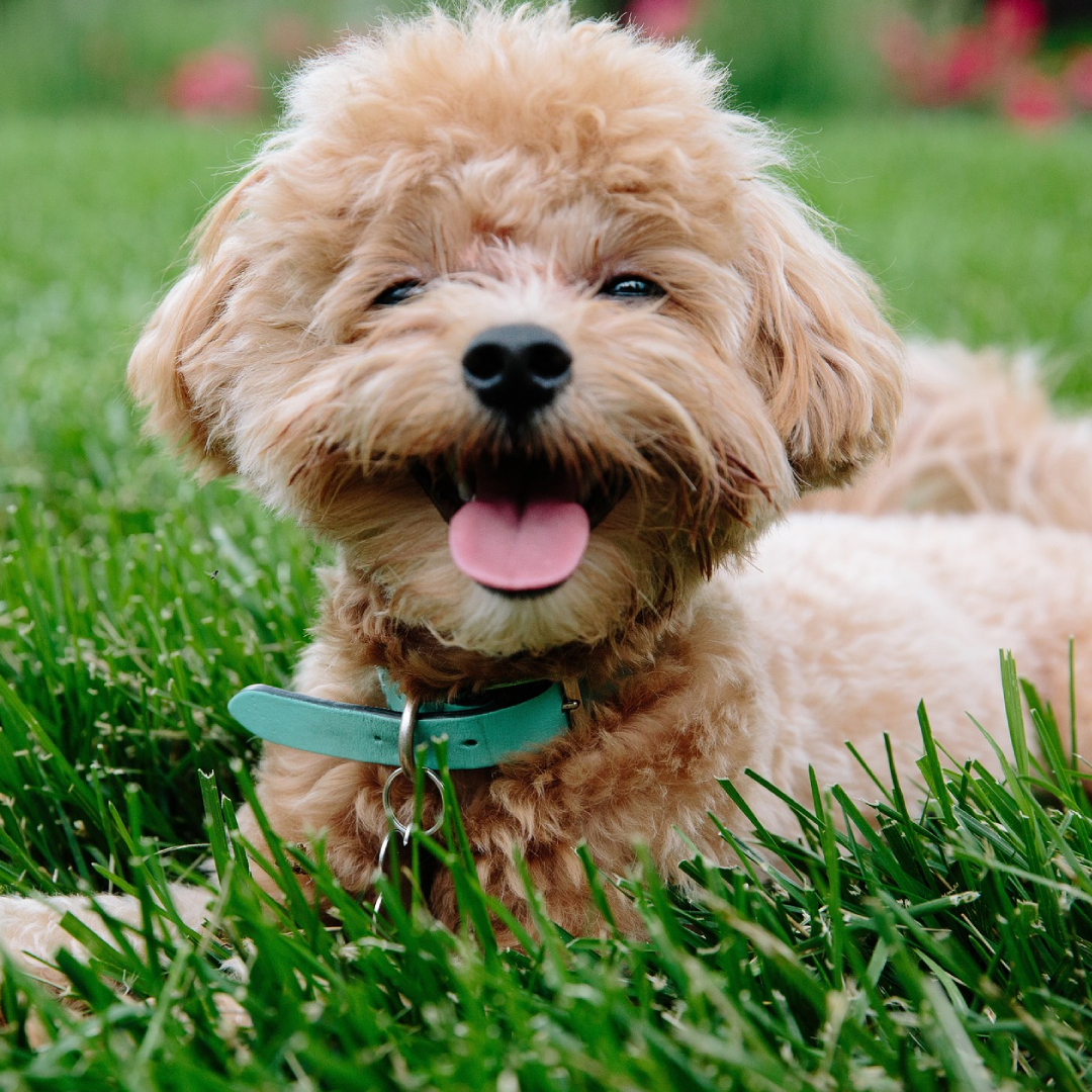 cimetiere virtuel chien frilly